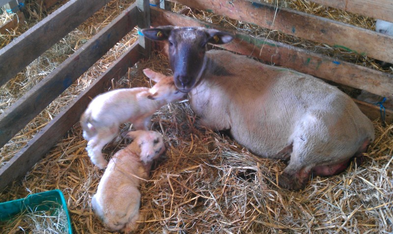 Familienidylle in der Box