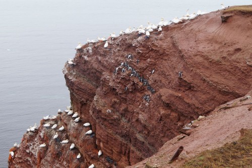 Die weißen Basstölpel und die schwarzen, pinguinähnlichen Trottellummen am Vogelfelsen