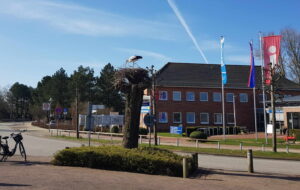 Ein Storch nistet auf einem Baumstumpf direkt neben dem Marktplatz von St. Peter-Ording.